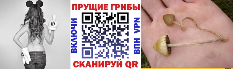 Купить где  Хилок  Галлюциногенные грибы мухоморы 